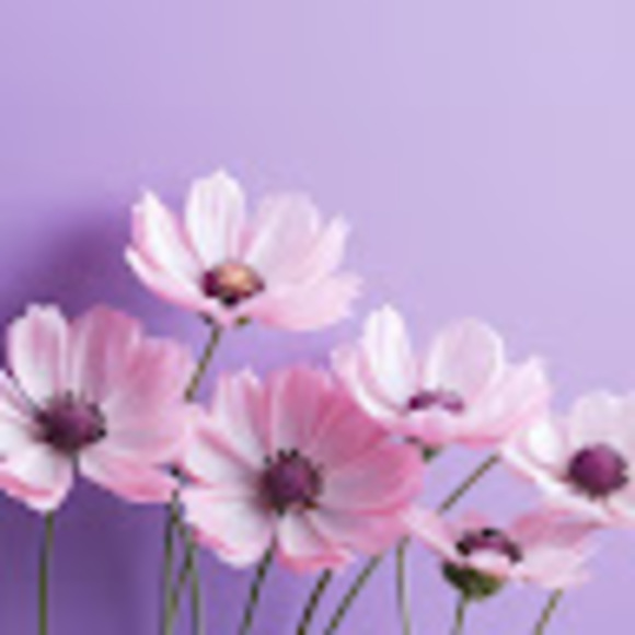 Meet your Posher, Tehya - Picture 1 of 1